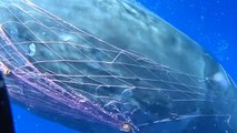 Dalgıçlar, ağa takılan balinayı kurtarmak için böyle mücadele etti