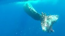 Sicilia - Capodoglio impigliato in rete da pesca al largo delle Eolie (20.07.20)