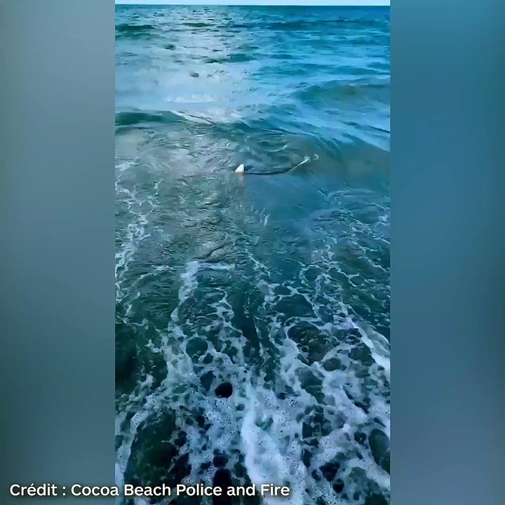 Floride : ce policier en congé sauve un jeune garçon d'une attaque de requin !