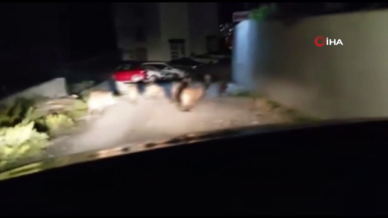 Kuşadası’nda evlere kadar inen domuzlar için 'sürek avı' izni verildi