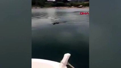 Denizden gelen yaban domuzunu öldürdüler