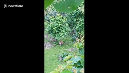 Student scampers up tree after leopard chases him through forest in India