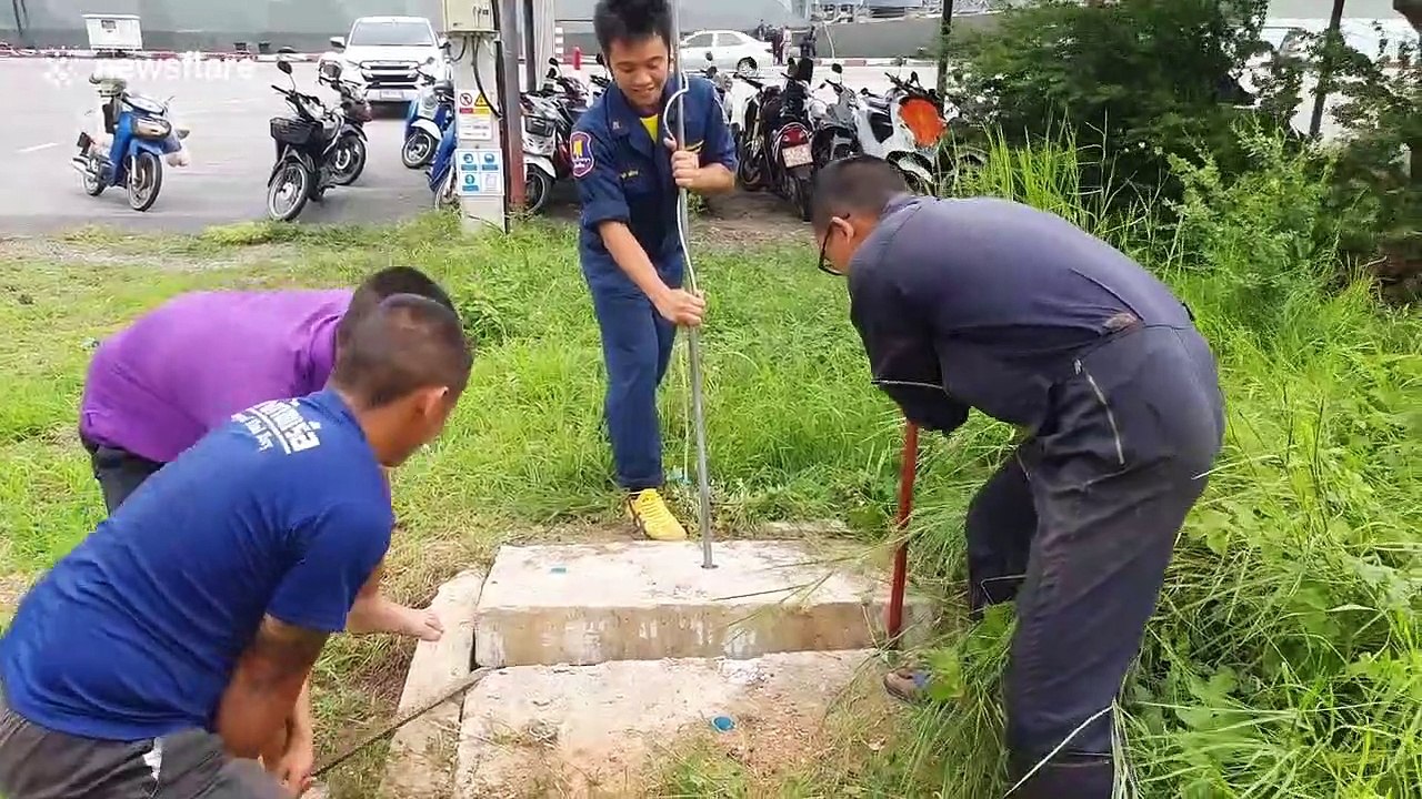 Male dog waits anxiously while female mate is rescued from sewer in Thailand