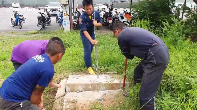 Male dog waits anxiously while female mate is rescued from sewer in Thailand