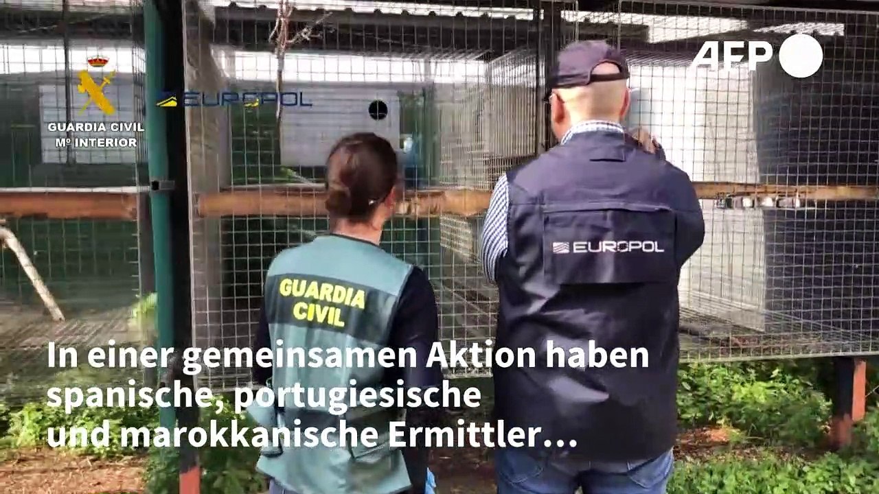Ring von Wildtier-Schmugglern in Spanien ausgehoben