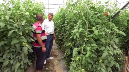 700 dönüm arazide üretilen domateste 15 bin ton rekolte bekleniyor