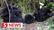 Covid-19 causes poaching spike in Congo's Virunga park