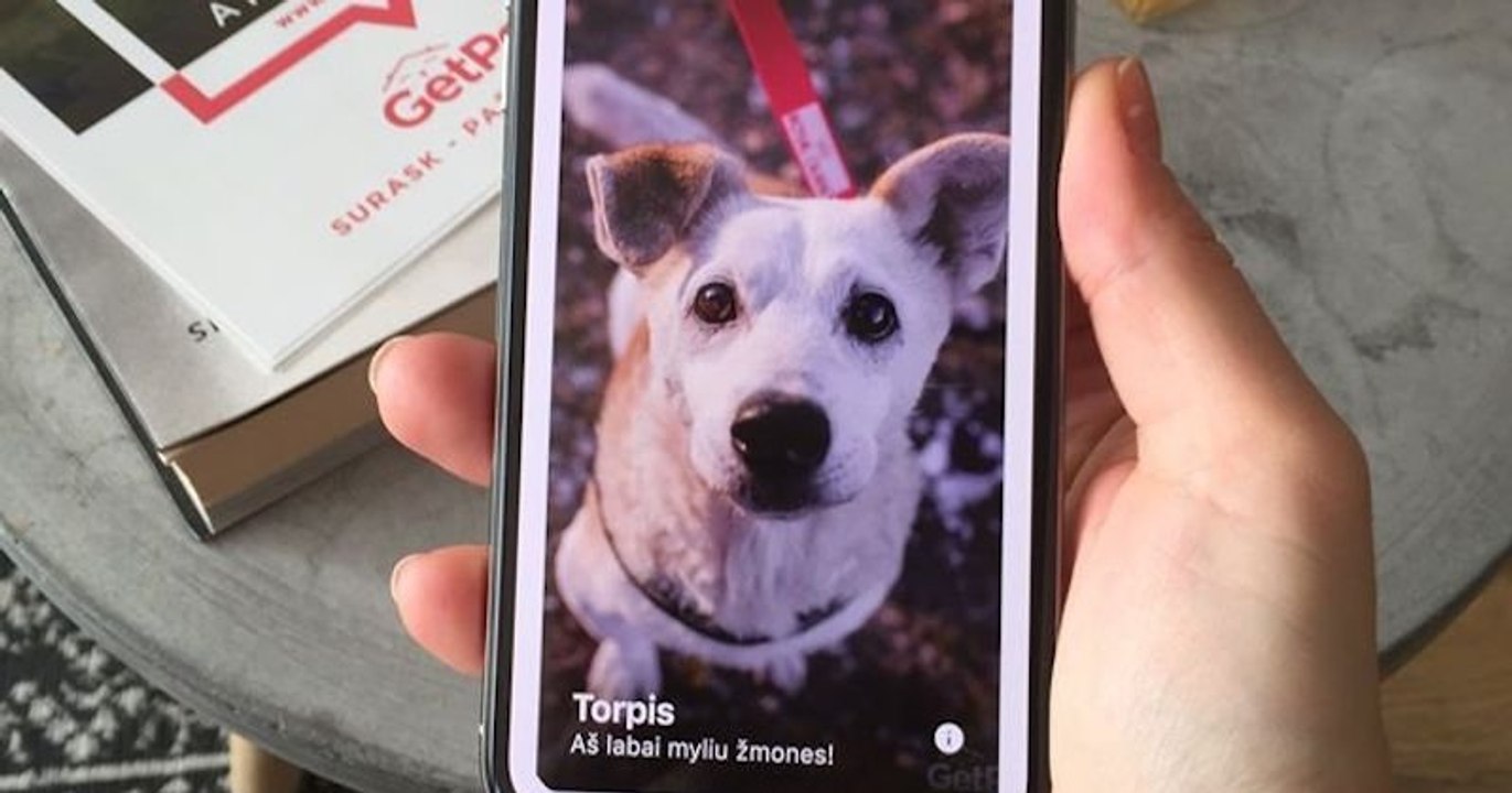 GetPet : l'application mobile façon Tinder pour adopter des chiens abandonnés