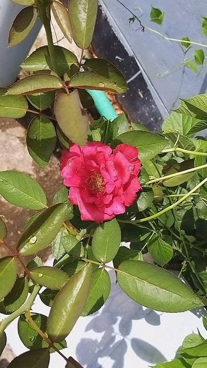 Red Rose