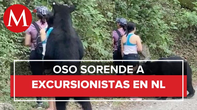 Oso sorprende a jóvenes en Chipinque, Nuevo León