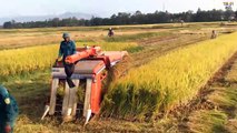 Wow! Farmers harvest rice in the dry season