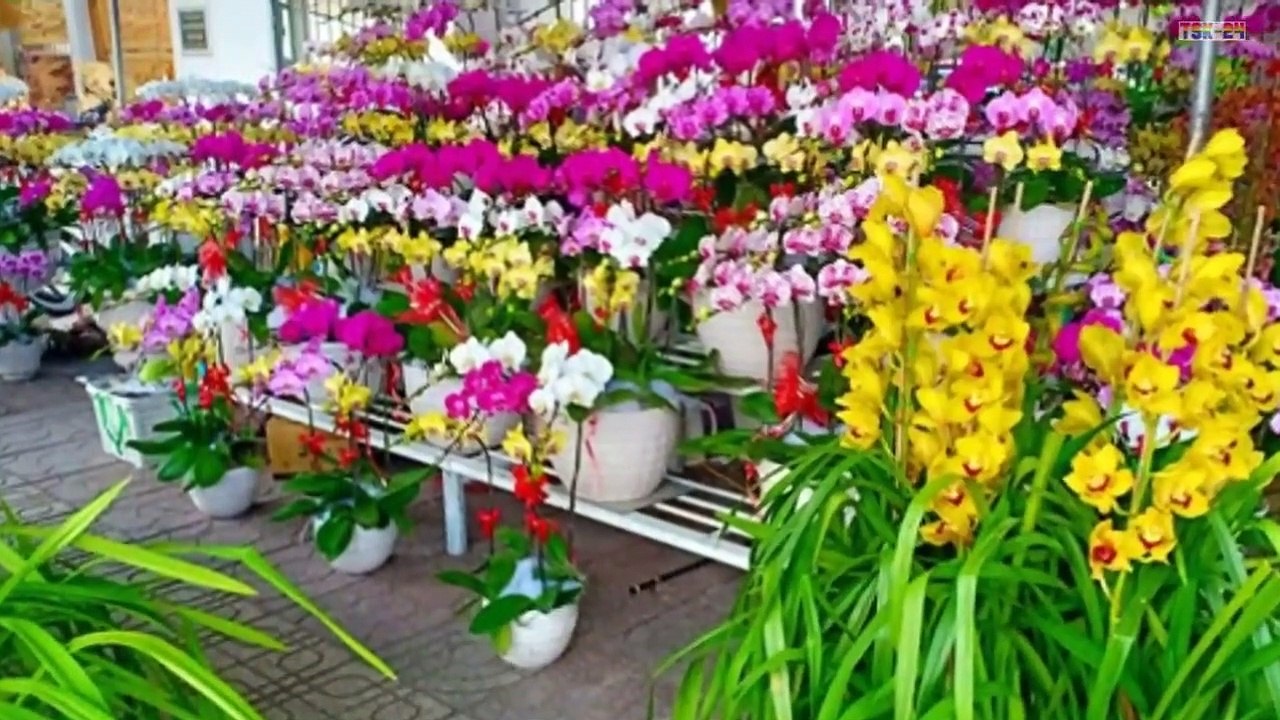 Beautiful Orchid Flowers - Beautiful Orchid Gardens in the world