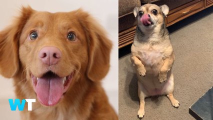 Wholesome Animals of TikTok That Will BLESS Your Feed