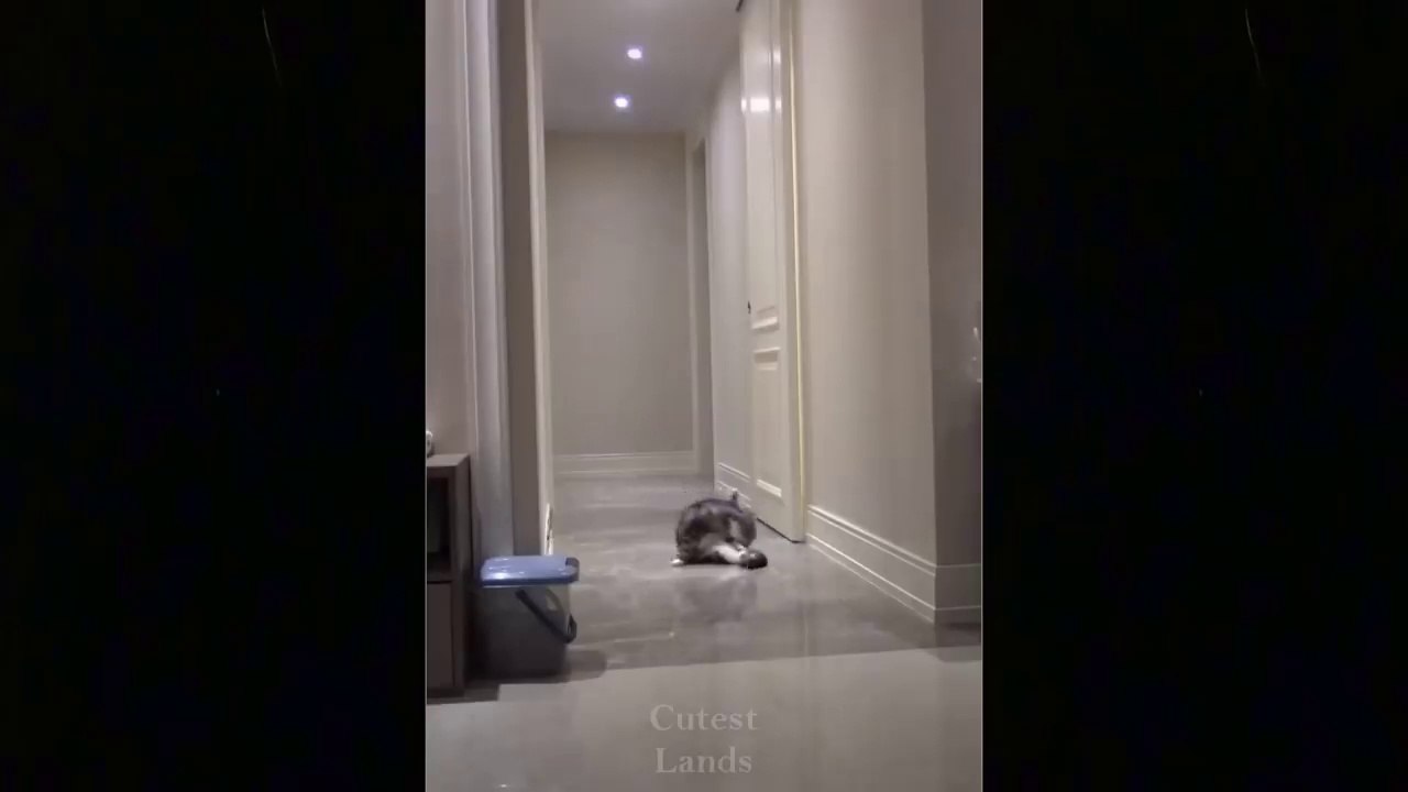 Funny Pets _ Trate de no reírse de estas compilaciones de mascotas