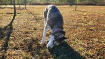 Husky Siberiano - Detonando o toco