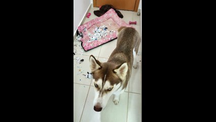 Husky Siberiano - Marie detonou a cama..