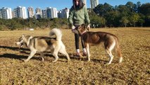 Husky Siberiano - Marie conhecendo Lobão