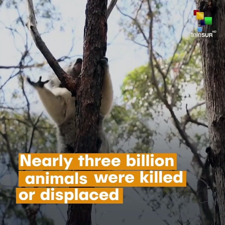 Estimated 3 billion animals affected by Australia bushfires