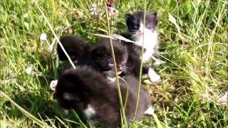 Four Black Kittens Looking for their Mother