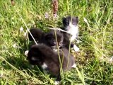 Four Black Kittens Looking for their Mother