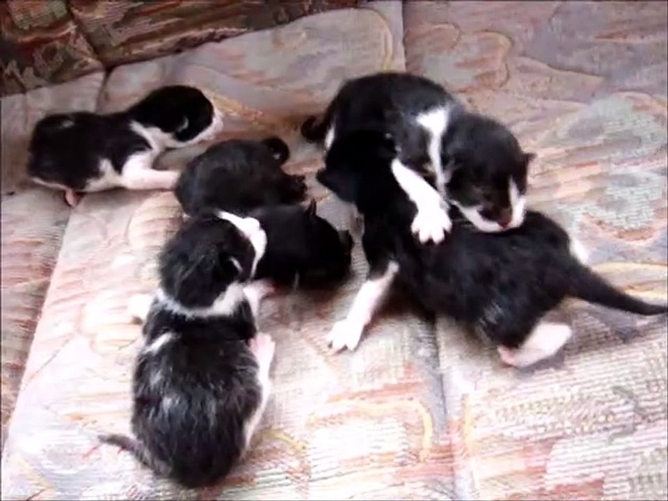 Five Kittens Black New Born Eyes Not Open