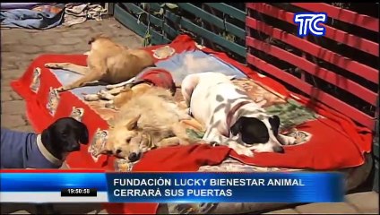 Fundación Lucky dedicada al bienestar animal cerrará sus puertas