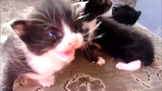 Four Black Kittens Eyes Now Open