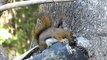 Red Squirrels Excited Eating Sounds