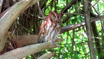 Mother Eastern Screech Owl Red Morph - A Meditation