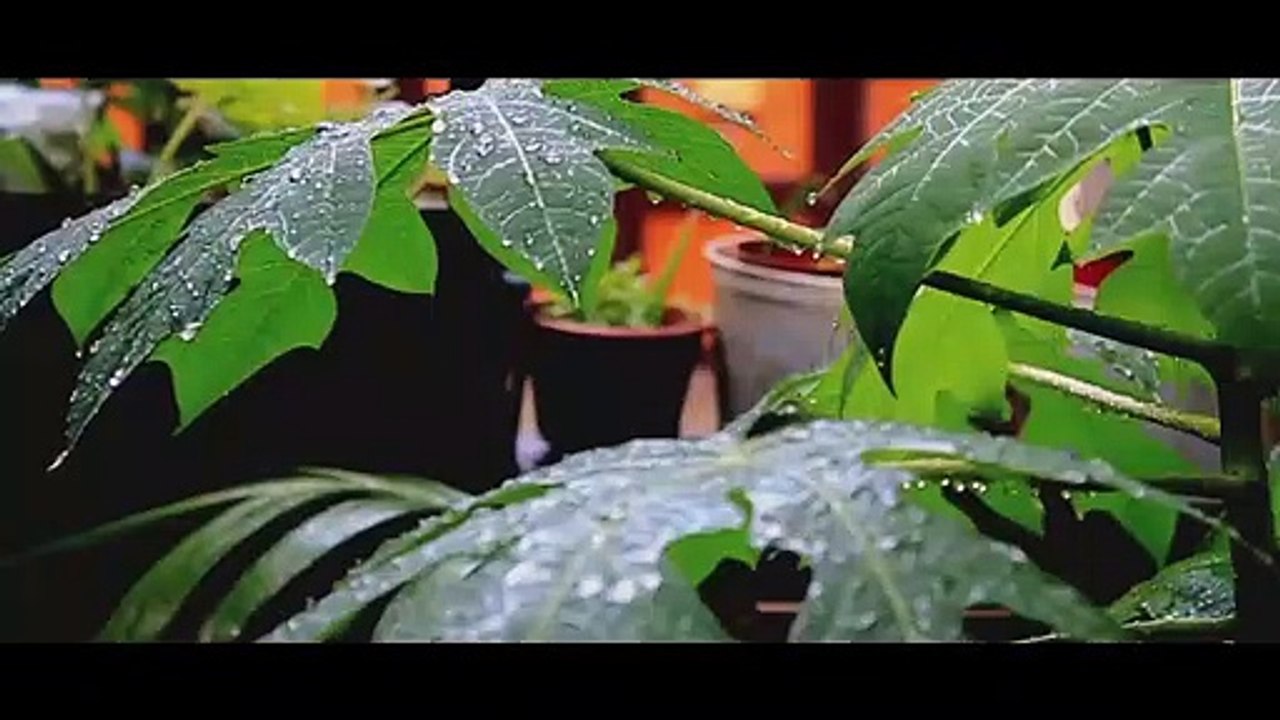 Oru Mazhayum Thorathinunittilla Oru Kaattum | Shajan Achan | Shanty