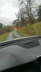Guy Screams in Excitement Watching Deers run Around and Cross Street