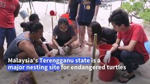 From egg hunter to protector, Malaysian battles to save turtles