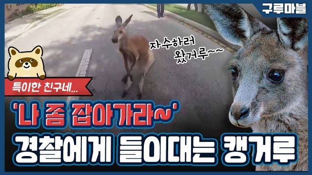 [구루마블] 경찰에게 잡아달라고 뛰어온 캥거루 / YTN