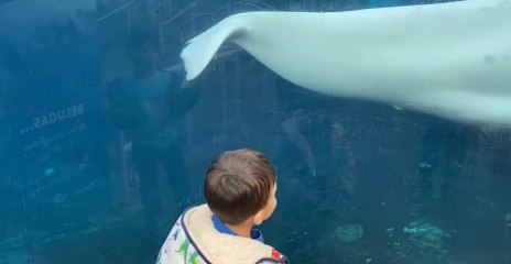 Funny animals behavior