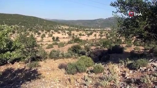 5 gündür kayıp olan Pınar Gültekin'in cansız bedeni bulundu ormanlık alanda bulundu