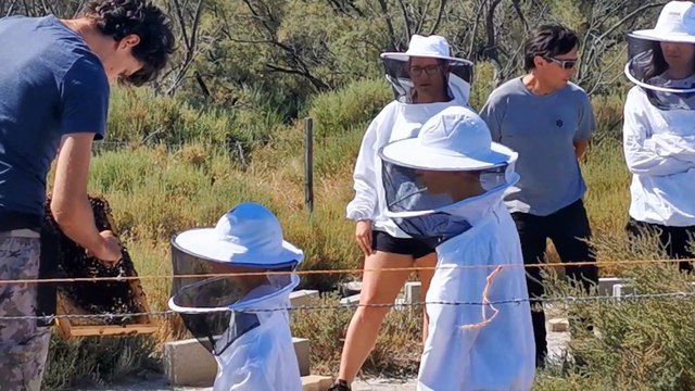 Vauvert : découverte de l'apiculture au Scamandre avec Thibault des établissements Tavanel