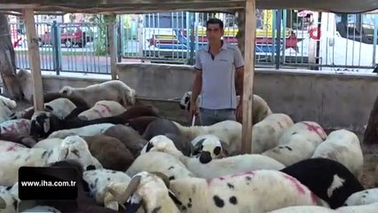 Korona virüs kurbanlık satışlarını etkiledi