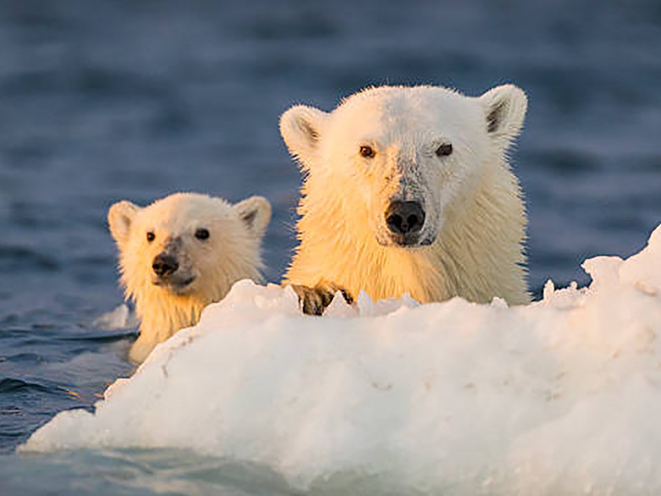 Schockierende Studie: Sterben Eisbären bald aus?