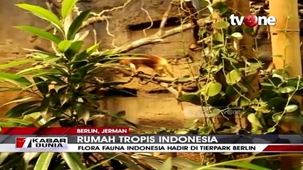 Descargar video: Rumah Tropis Indonesia Ada di Kebun Binatang Jerman