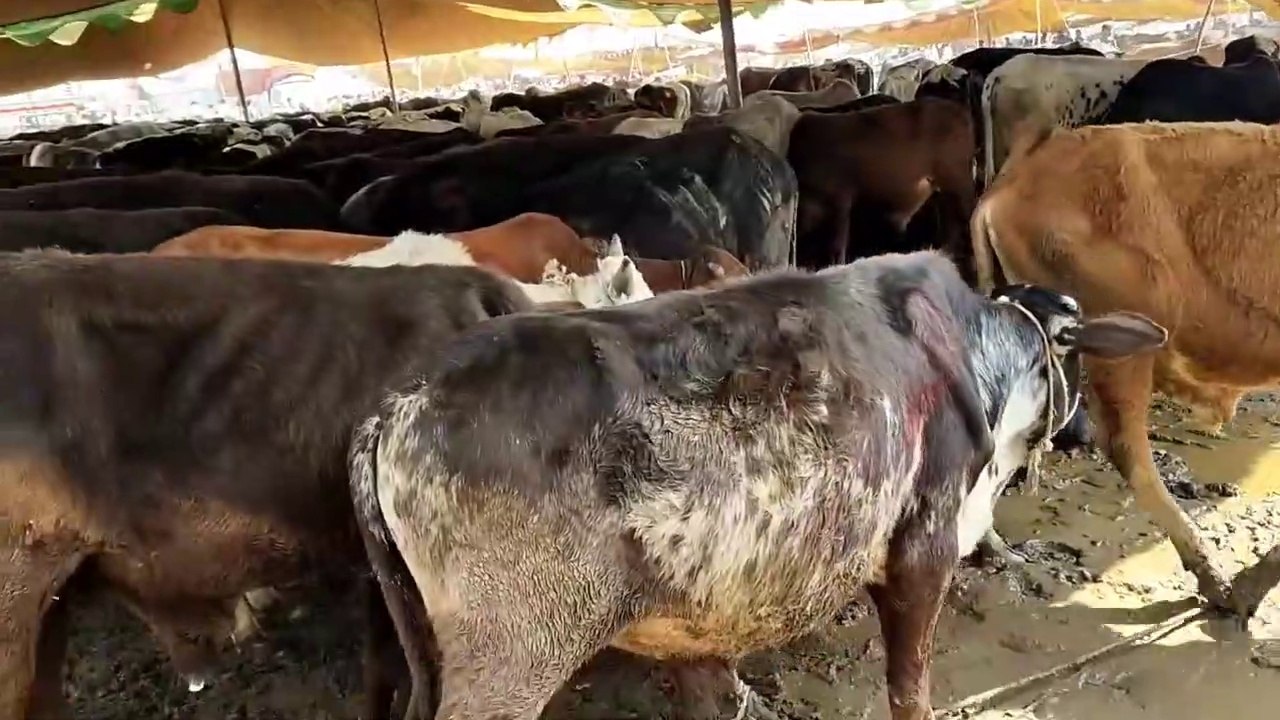 Multan Cow Mandi