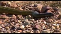 King Cobra Big ,Battle In The ,Desert Monkey ,and the unexpected,  Most Amazing Attack ,of Animals