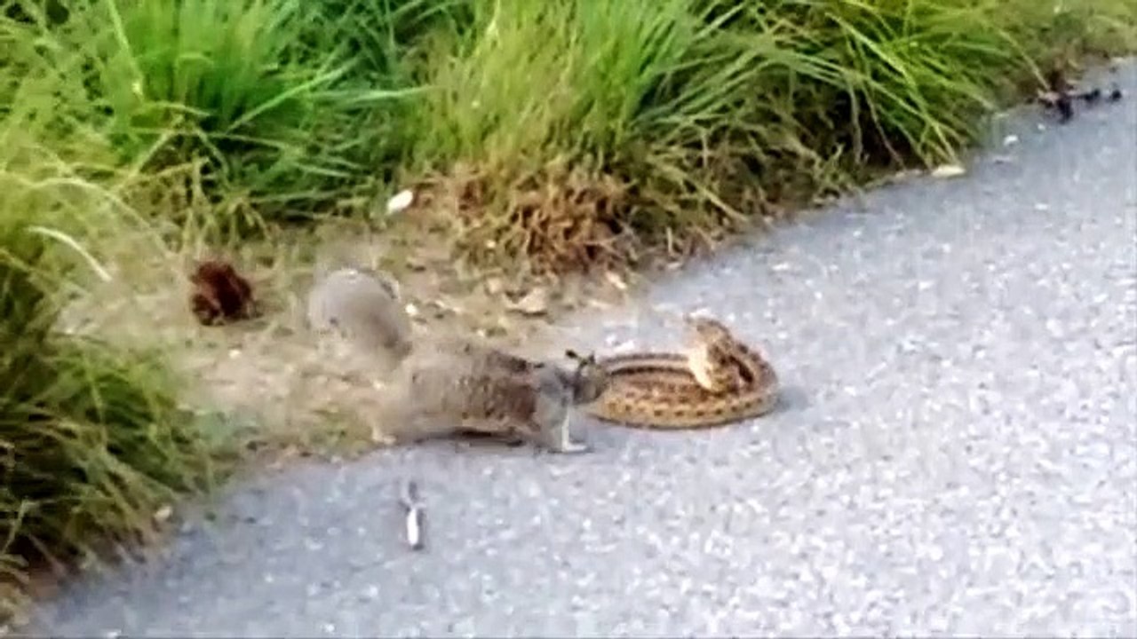 King Cobra Big ,Battle In The, Desert Squirrel, and the unexpected,  Most Amazing ,Attack of Animals