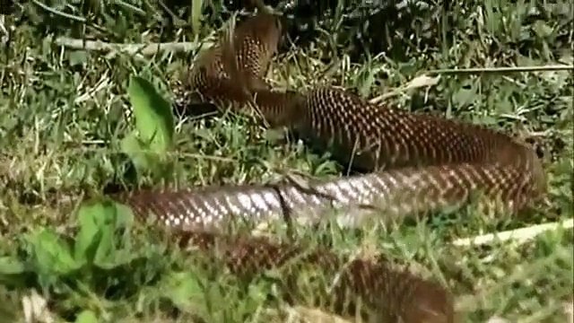 King Cobra Snake ,Big Battle In The ,Desert Mongoose, and the unexpected, Amazing Attack of ,Animals