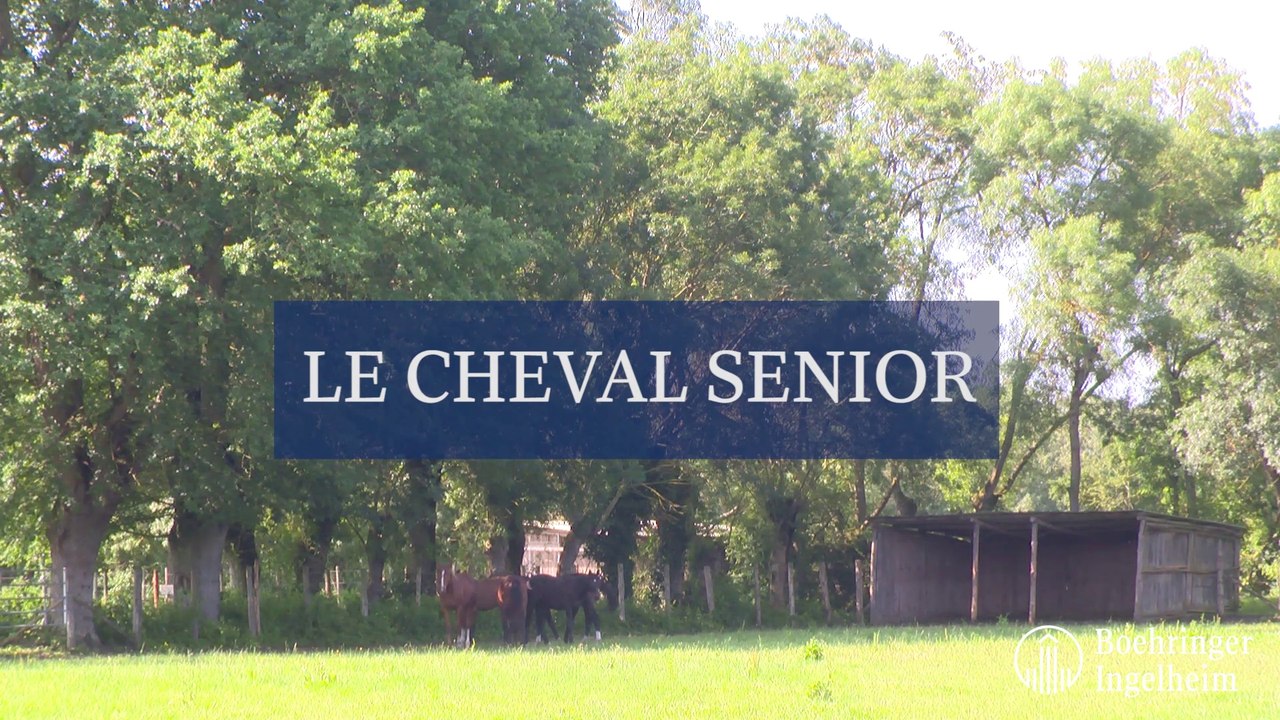 Le cheval senior