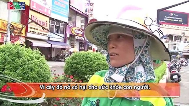 CAMERA CẬN CẢNH | Mối Nguy Hại Từ Cây Cảnh Trong Thành Phố