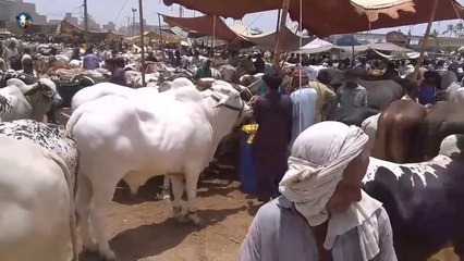 Malir Cow Mandi 30 June 2020