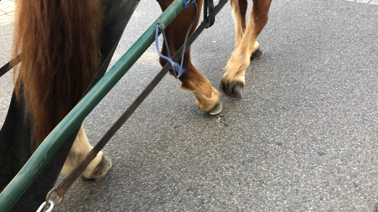 Quand le cheval breton aide à arroser les fleurs