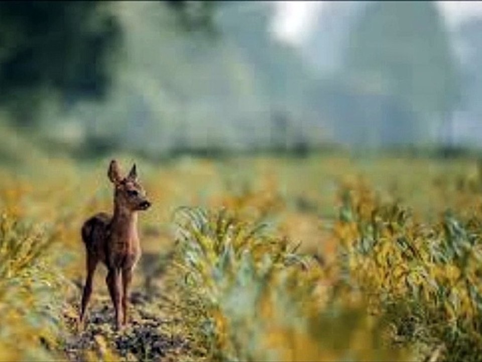 'When Nature Calls' | Piano Sonata