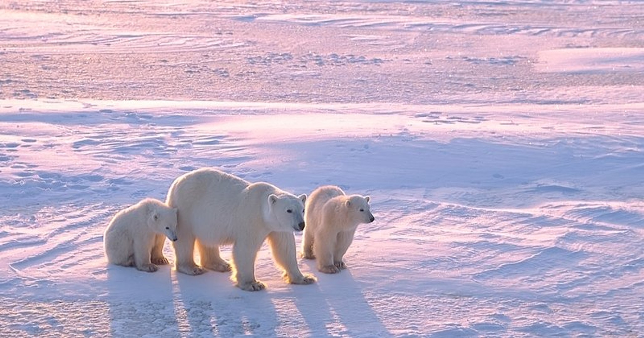 Les Ours Polaires Pourraient Disparaitre D Ici 2100 A Cause De La Fonte Des Glaces Video Dailymotion