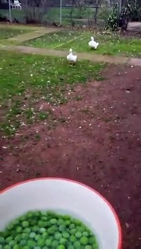Regardez comment ces canards avalent les petits pois